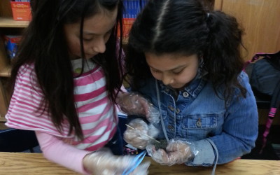 Owl Pellet Dissection Activity is a hit